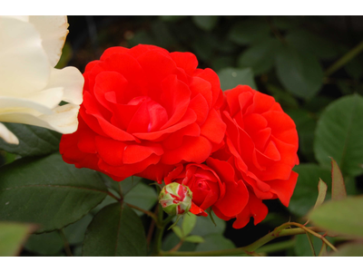 Rosa