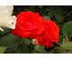 Rosa Tchin-Tchin Clg