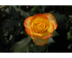Rosa Tequila Sunrise