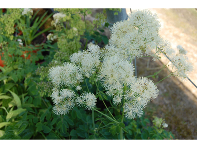 Thalictrum aquilegiifolium