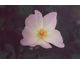 Rosa The Alexandra Rose