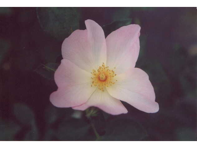 Rosa
