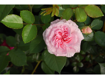 Rosa