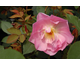Rosa The Lady's Blush