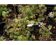 Tiarella Jeepers Creepers ®