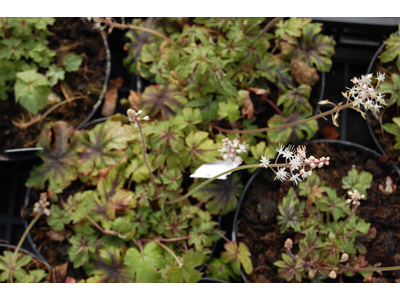 Tiarella