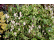 Tiarella Pacific Crest