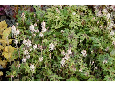 Tiarella