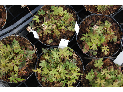 Tiarella