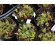 Tiarella Skeleton Key