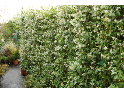 Trachelospermum jasminoides