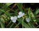 Tradescantia andersoniana