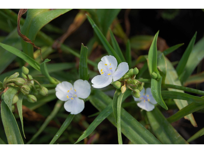 Tradescantia andersoniana