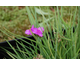 Tradescantia andersoniana Satin Doll