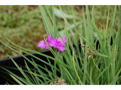 Tradescantia andersoniana