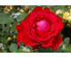 Rosa Traumfrau