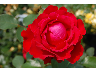 Rosa