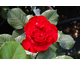 Rosa Traviata