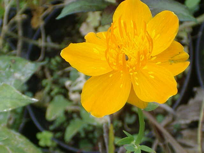 Trollius chinensis