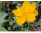 Trollius chinensis Golden Queen