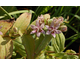Tricyrtis hirta Miyazaki
