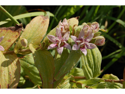 Tricyrtis hirta