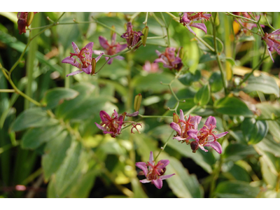 Tricyrtis hirta