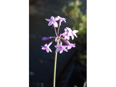 Tulbaghia violacea