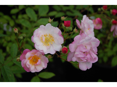 Rosa
