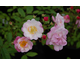 Rosa Twins