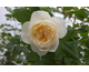 Rosa Uetersen Klosterrose