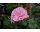 Rosa Uetersen Rosenprinzessin
