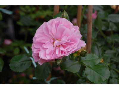 Rosa