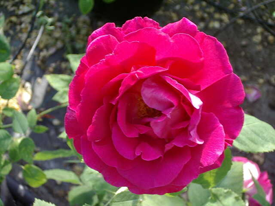 Rosa
