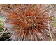 Uncinia rubra 