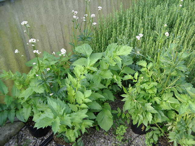 Valeriana officinalis