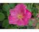 Rosa Vanity