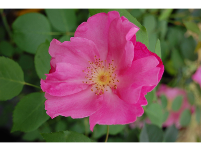 Rosa