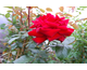 Rosa Velvet Star