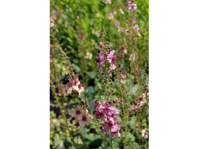 Verbascum