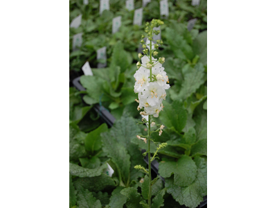 Verbascum phoeniceum