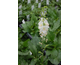 Verbascum phoeniceum Temptress White