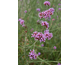 Verbena bonariensis