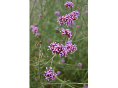 Verbena bonariensis