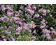 Verbena bonariensis Lollipop ®