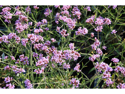 Verbena bonariensis