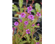 Verbena rigida None