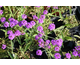 Verbena rigida Venosa Deep Pink