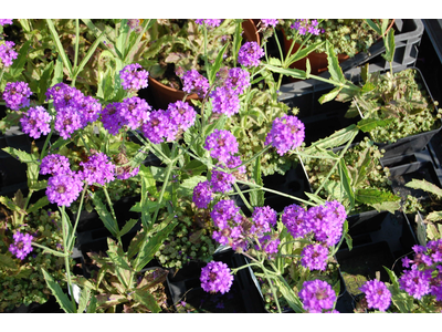 Verbena rigida