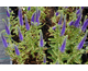 Veronica Ulster Dwarf Blue